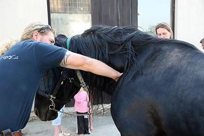 Behandlung Pferd Tierarzt