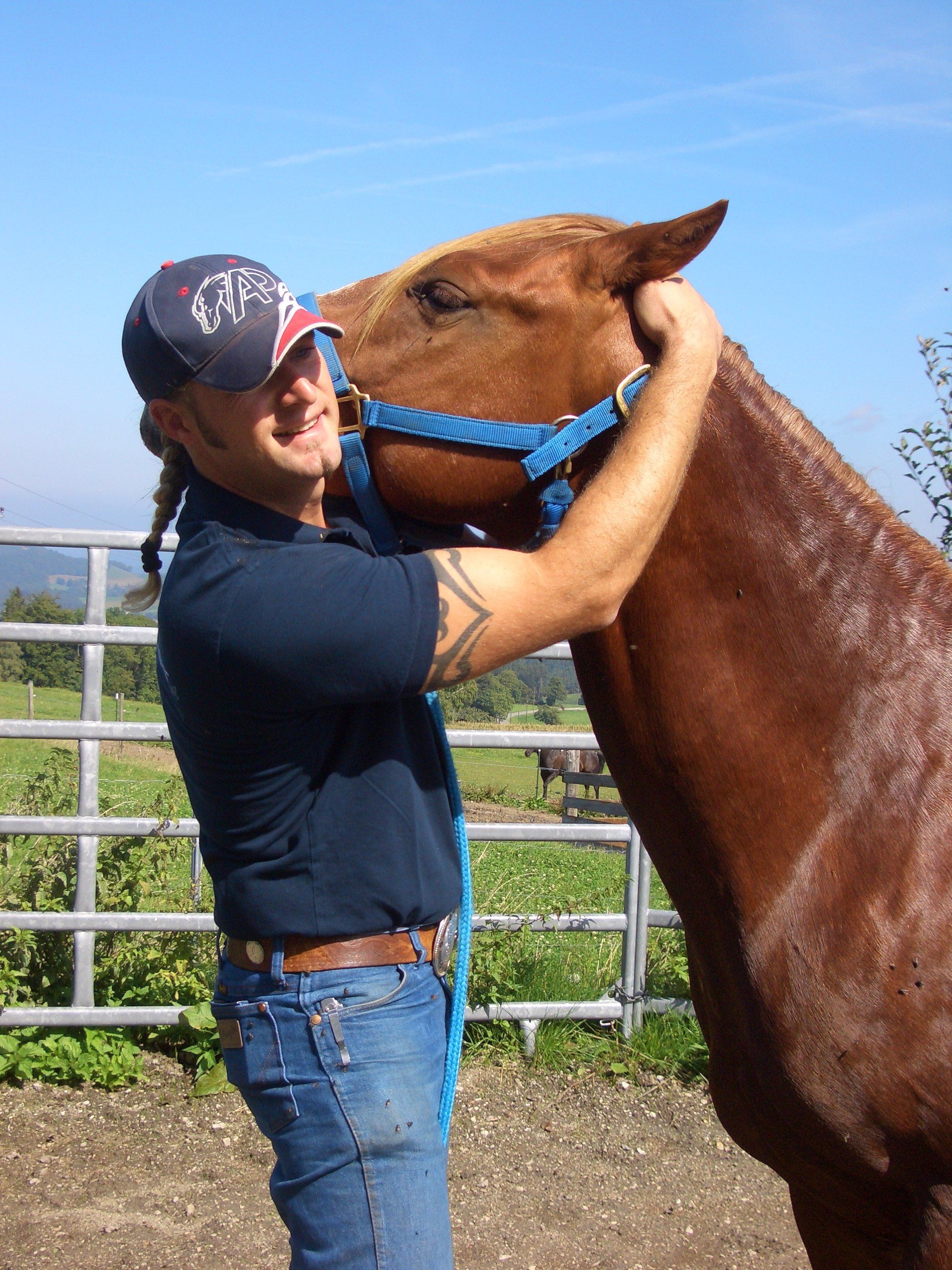 Behandlung Pferd Kopf