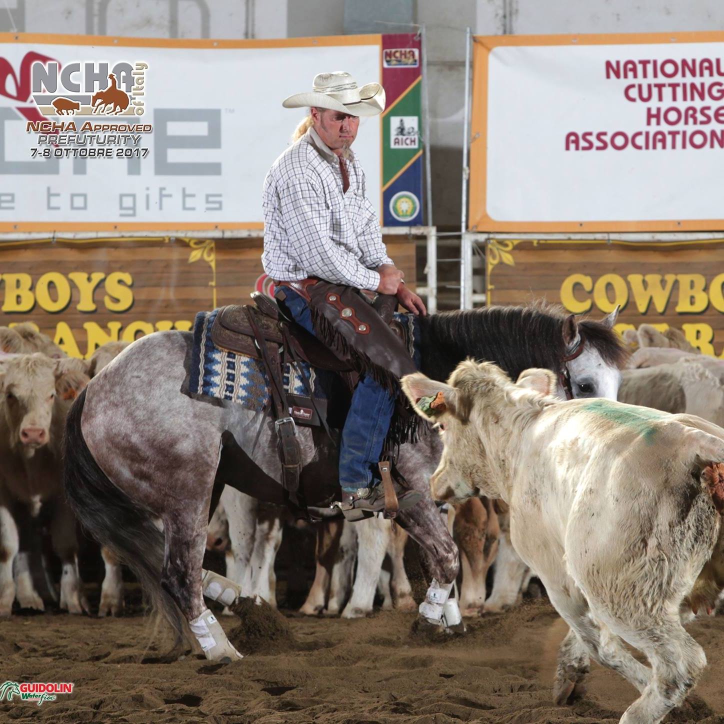 Westernreiten Cutting Kühe