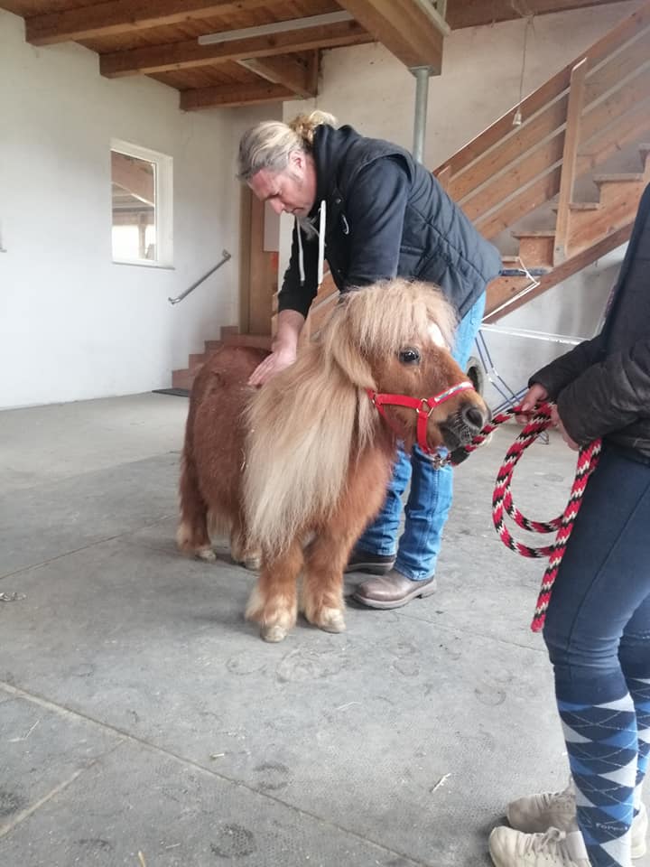 Behandlung Pony