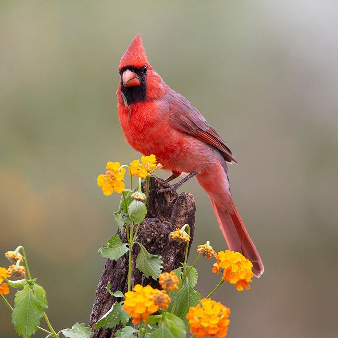 Red cardinal bird perched on a tree stump with orange flowers, looking forward.