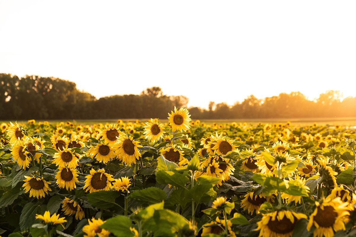 Field of yellow sunflowers basking in the warm sunlight; trees in the background.