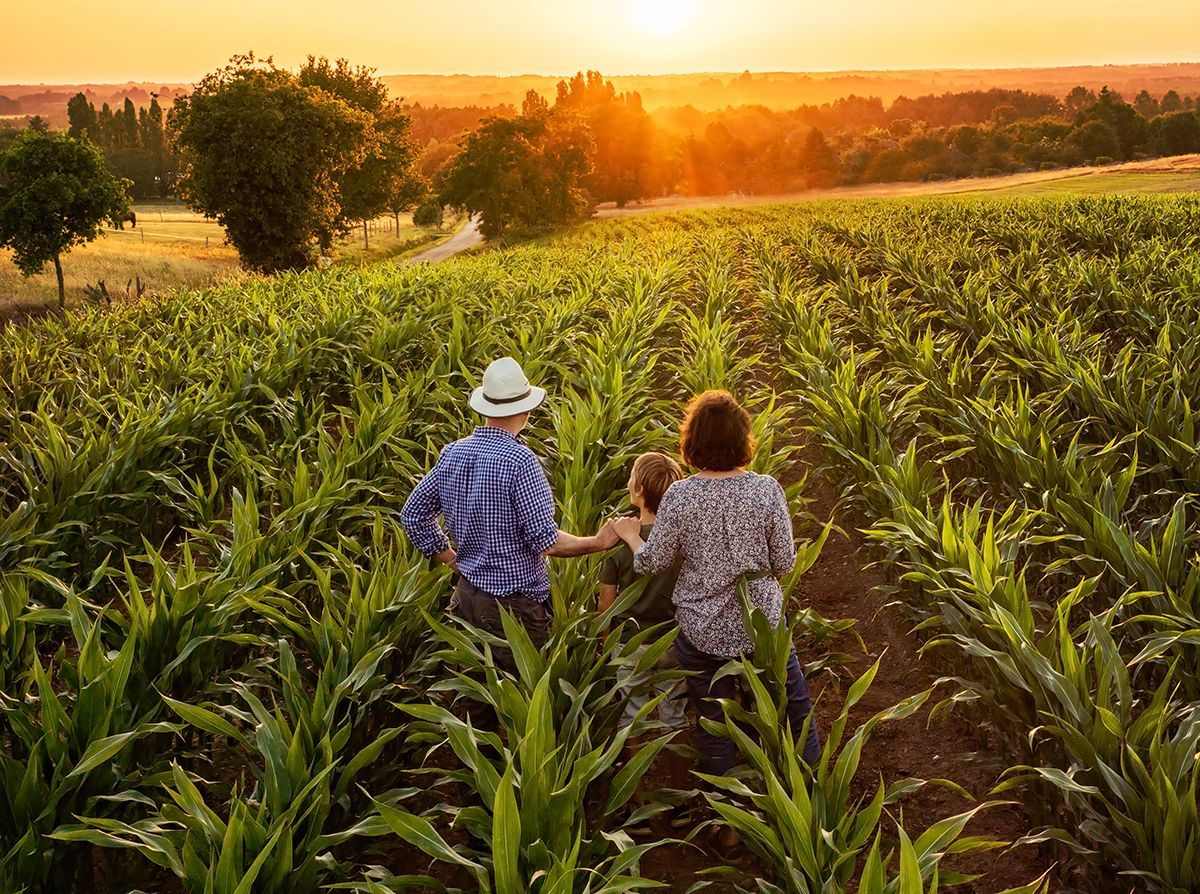 Farmers in cornfield, sun setting.