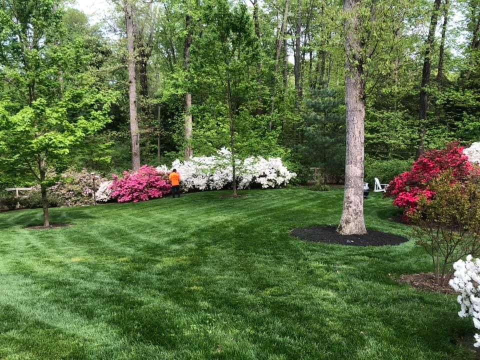 A lush green lawn surrounded by trees and bushes.