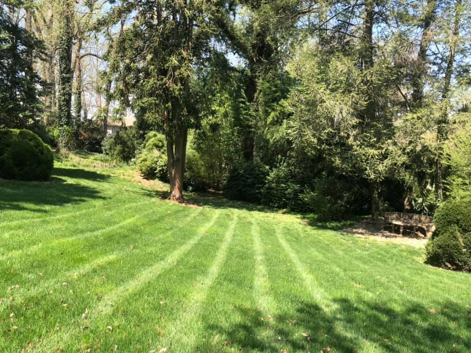 A lush green lawn with trees in the background.