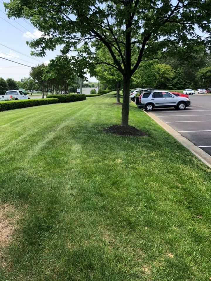 A white suv is parked in a parking lot next to a tree.