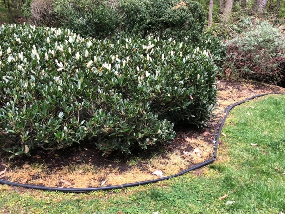 A bush with white flowers is surrounded by grass and a black hose.