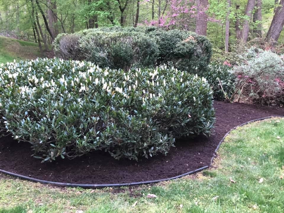 A garden filled with lots of bushes and trees.