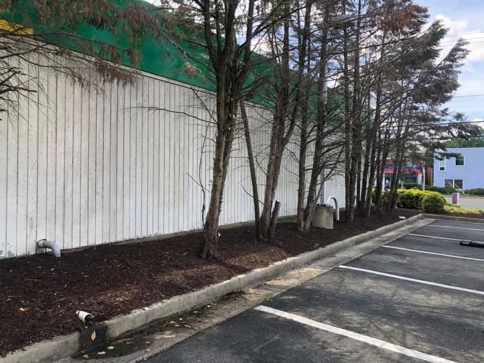 A row of trees next to a white wall in a parking lot.