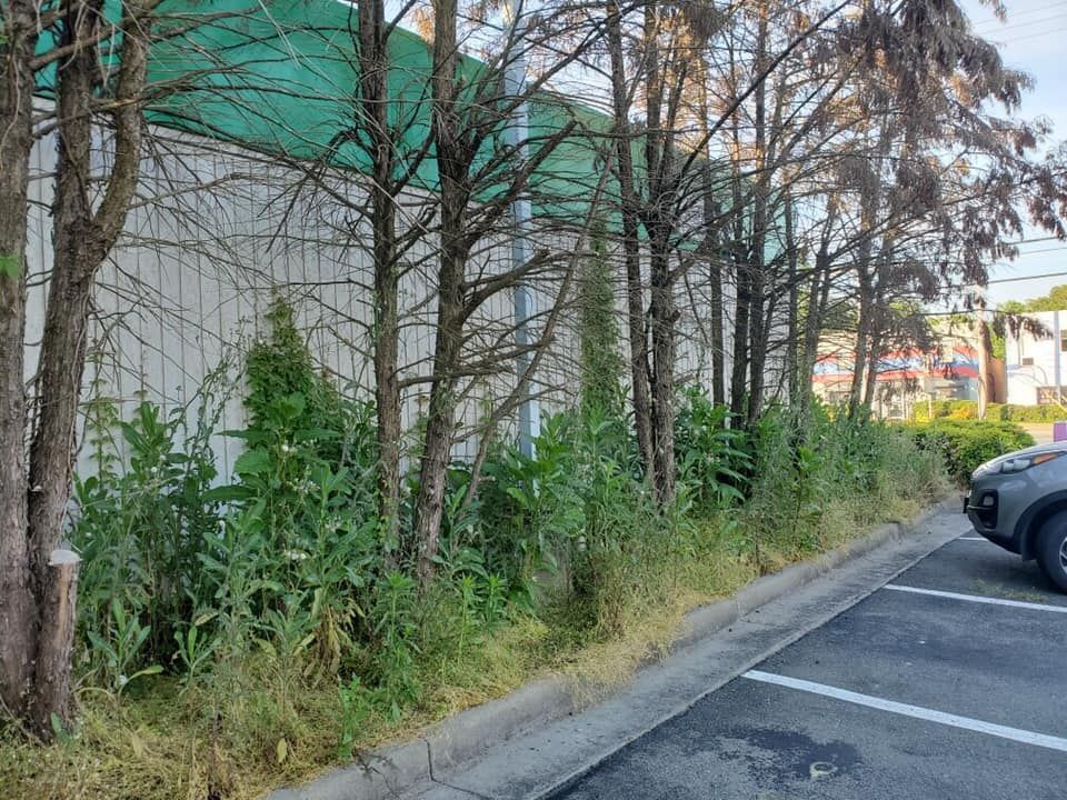 A car is parked in a parking lot next to a row of trees.