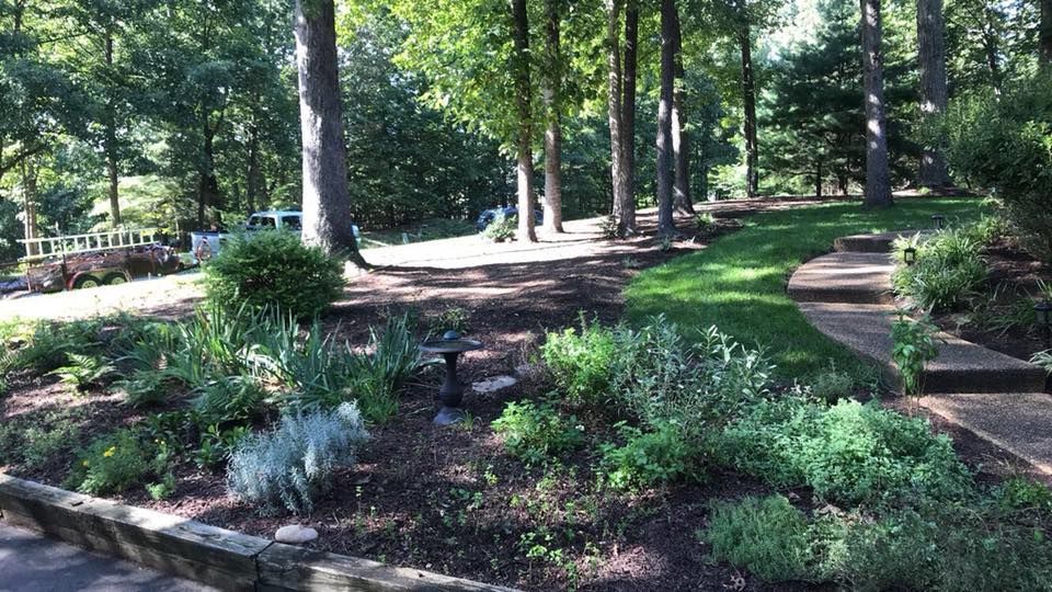 A garden filled with lots of plants and trees in the middle of a forest.