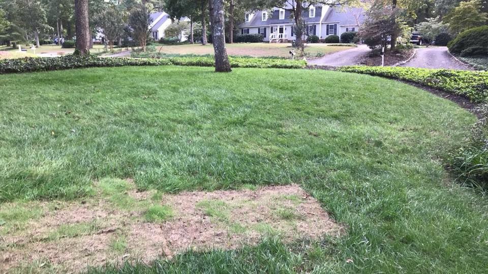 A lush green lawn with a tree in the middle of it in front of a house.