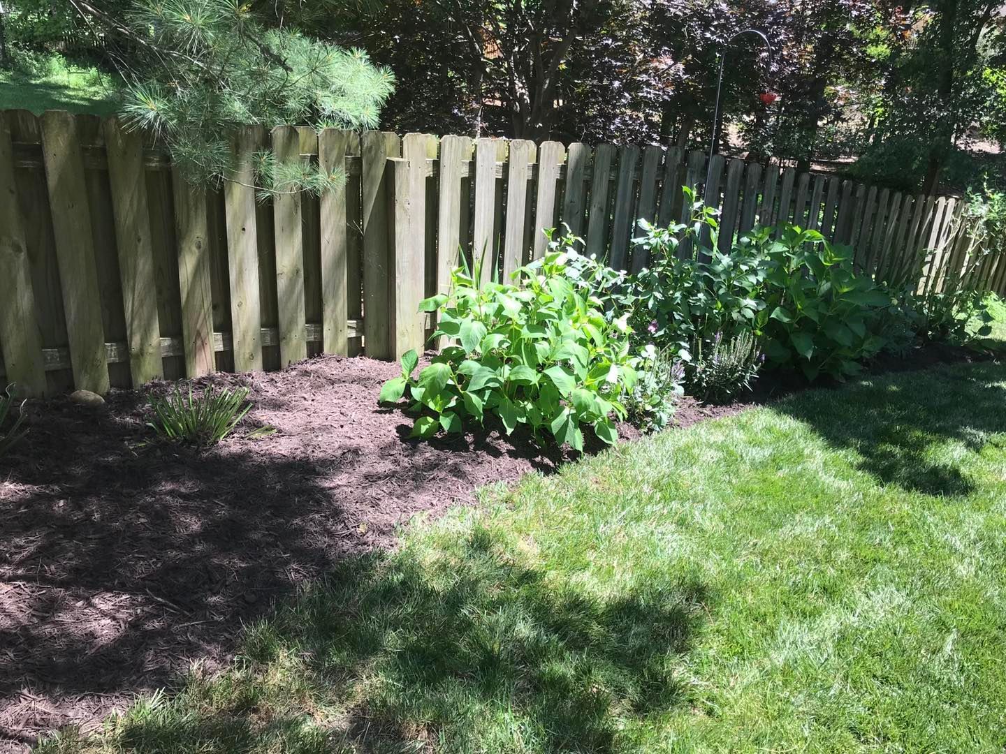 A wooden fence surrounds a lush green lawn in a backyard.