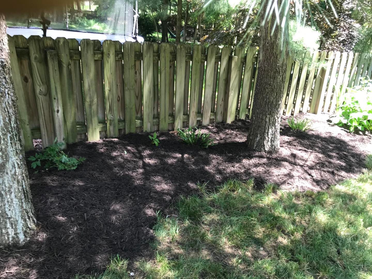 A wooden fence is surrounded by mulch and trees in a yard.