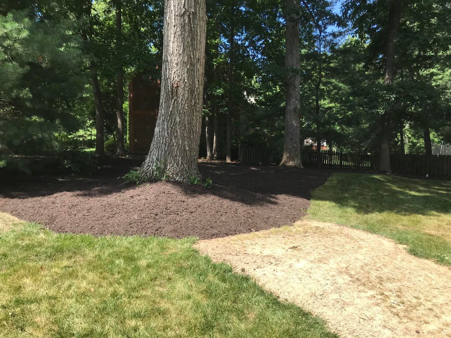 A tree in the middle of a lush green field next to a dirt path.