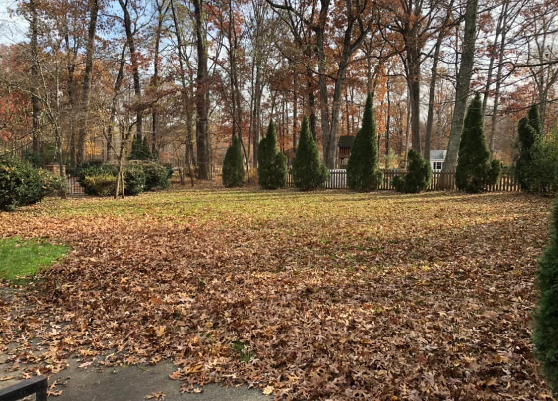A large field covered in leaves with trees in the background.