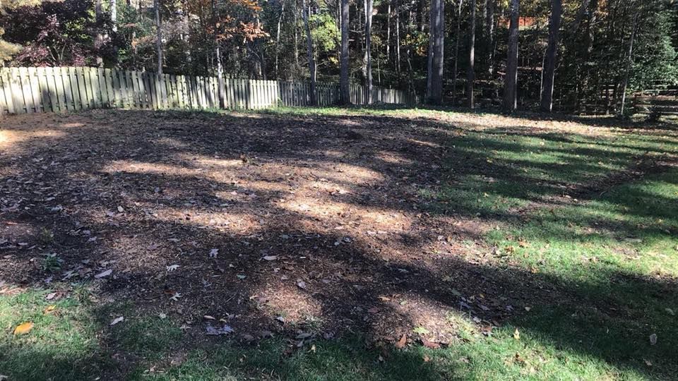 There is a lot of leaves on the ground in the park.