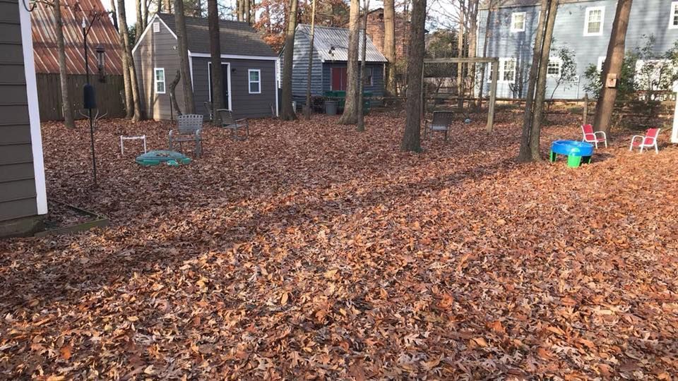 A backyard filled with lots of leaves and a house in the background.