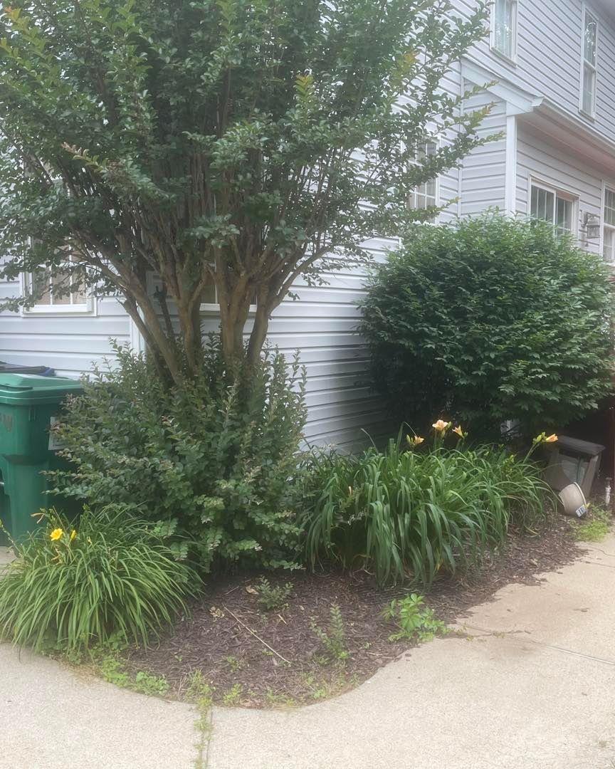 A white house with a tree in front of it and a green trash can.
