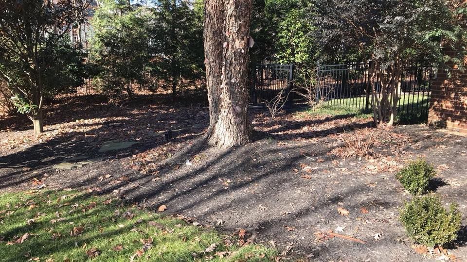 A tree in a park with a lot of leaves on the ground.