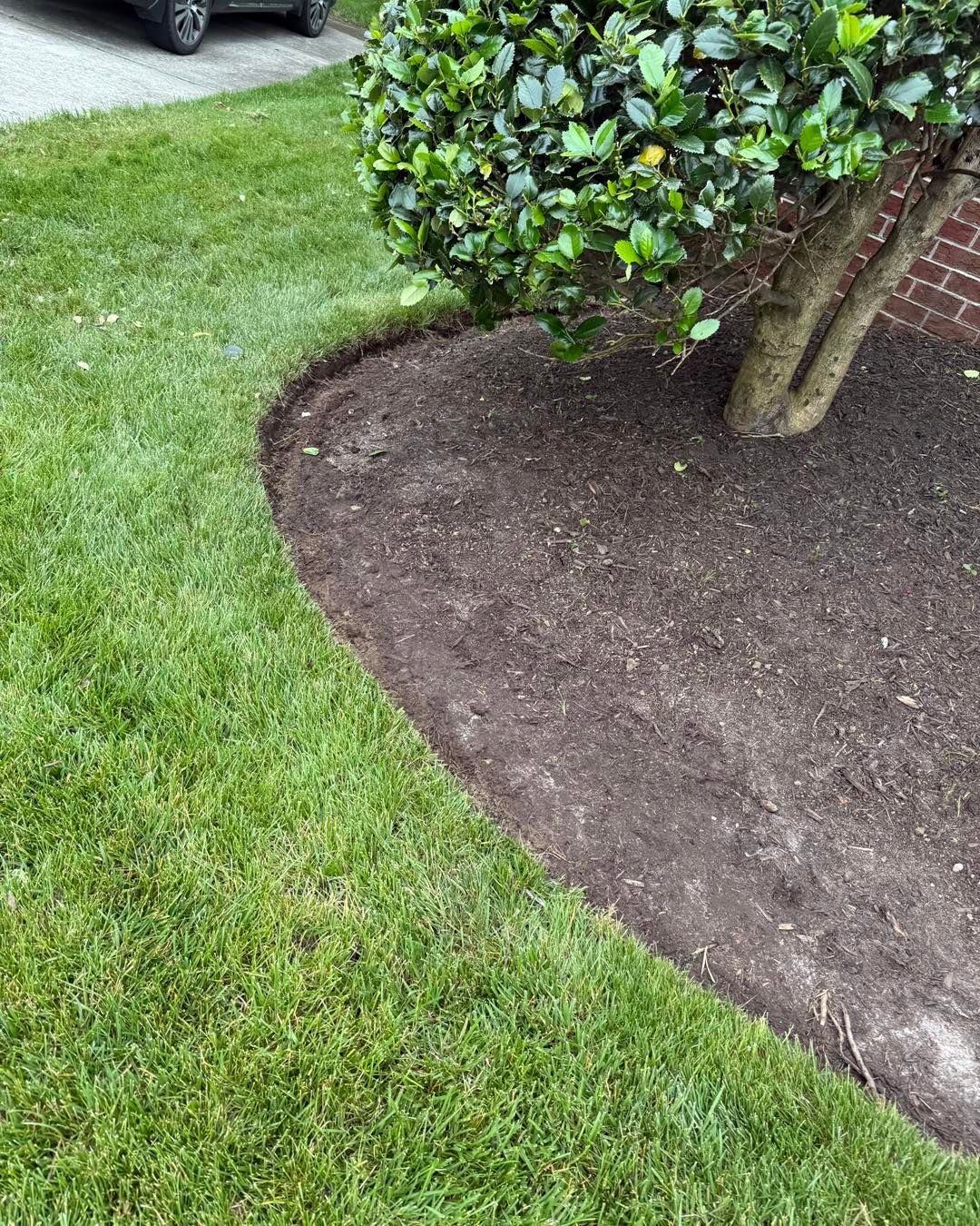 A lush green lawn with a tree in the middle of it and a car parked in the background.