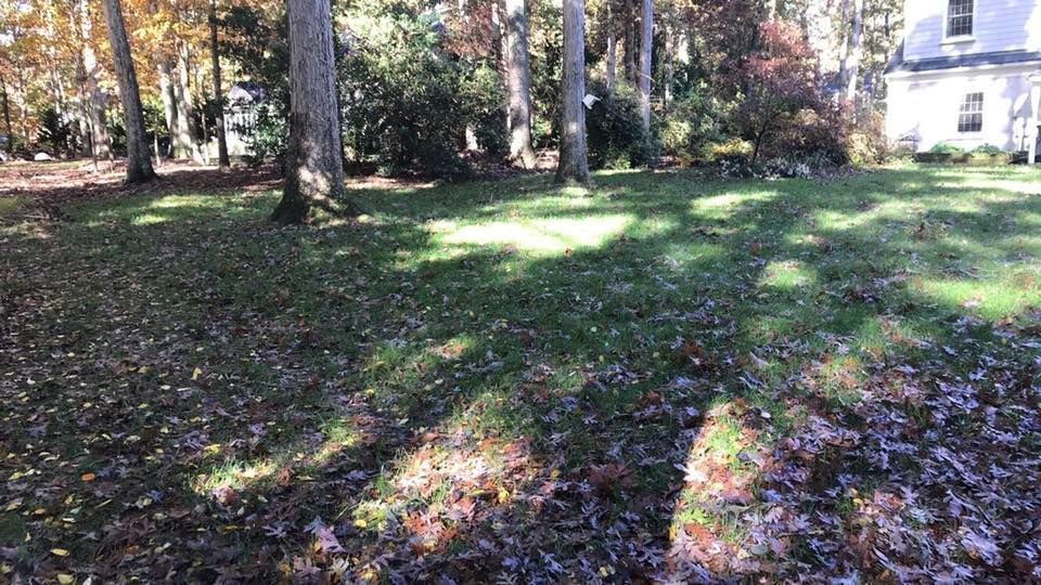 A large lawn covered in leaves with trees in the background and a house in the background.