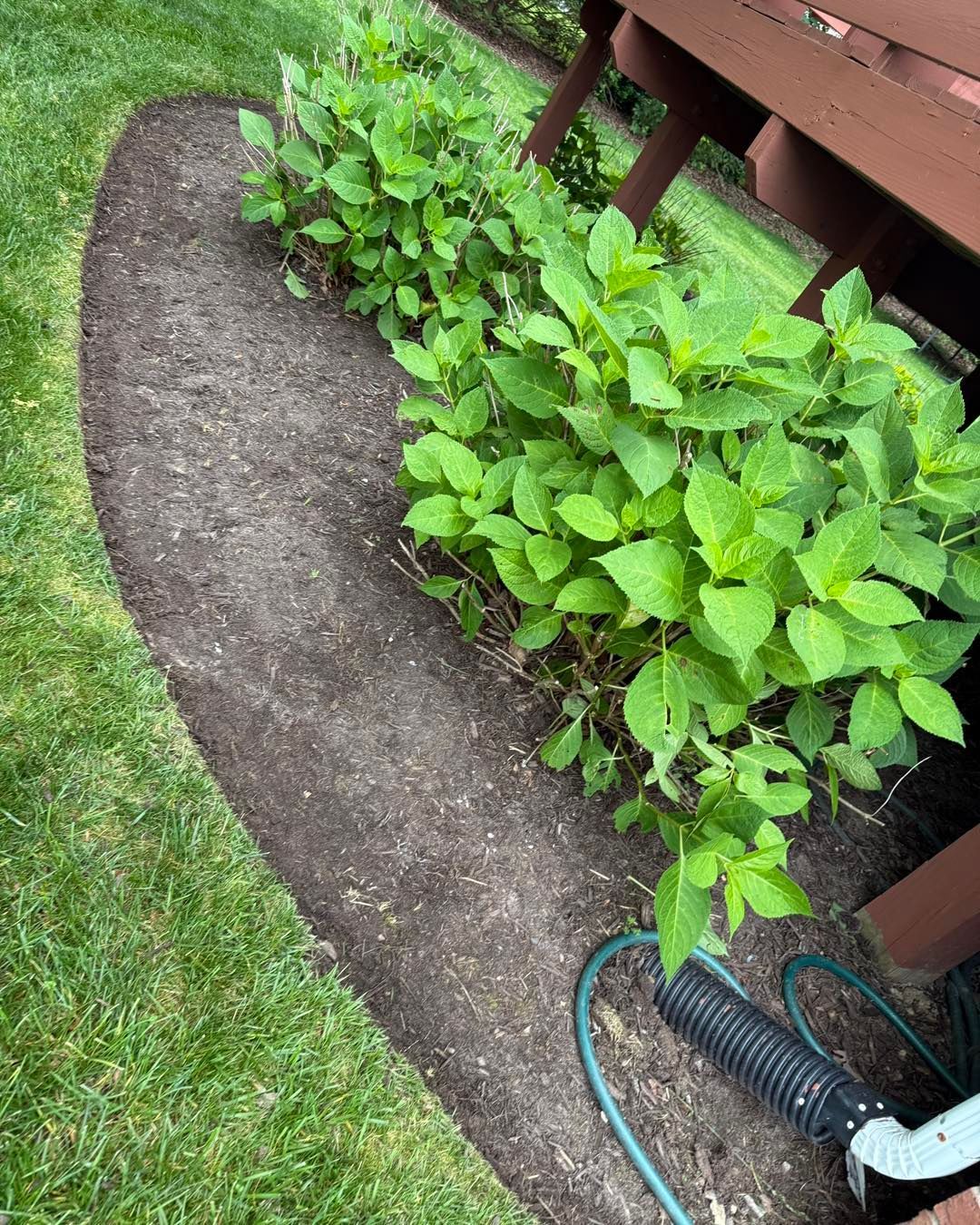 A hose is sitting next to a row of plants in a garden.