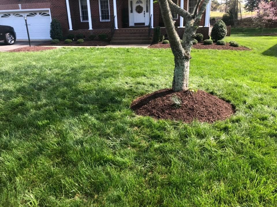 A tree in the middle of a lush green lawn in front of a house.