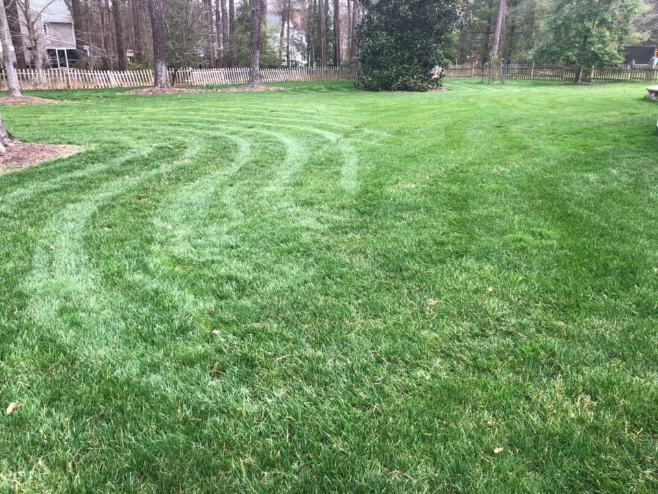 A lush green lawn with a few trees in the background.