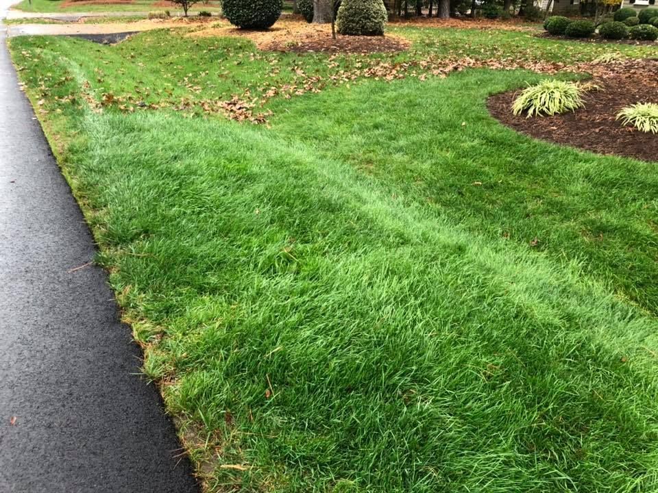 A lush green lawn along the side of a road.
