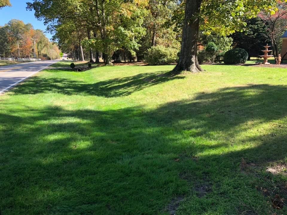 A lush green field with trees and a road in the background.