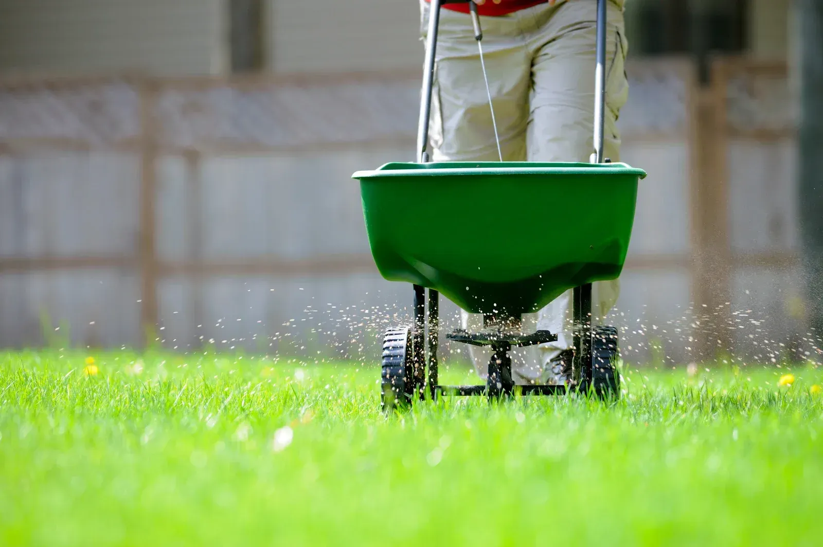 A person is spreading fertilizer on a lush green lawn.