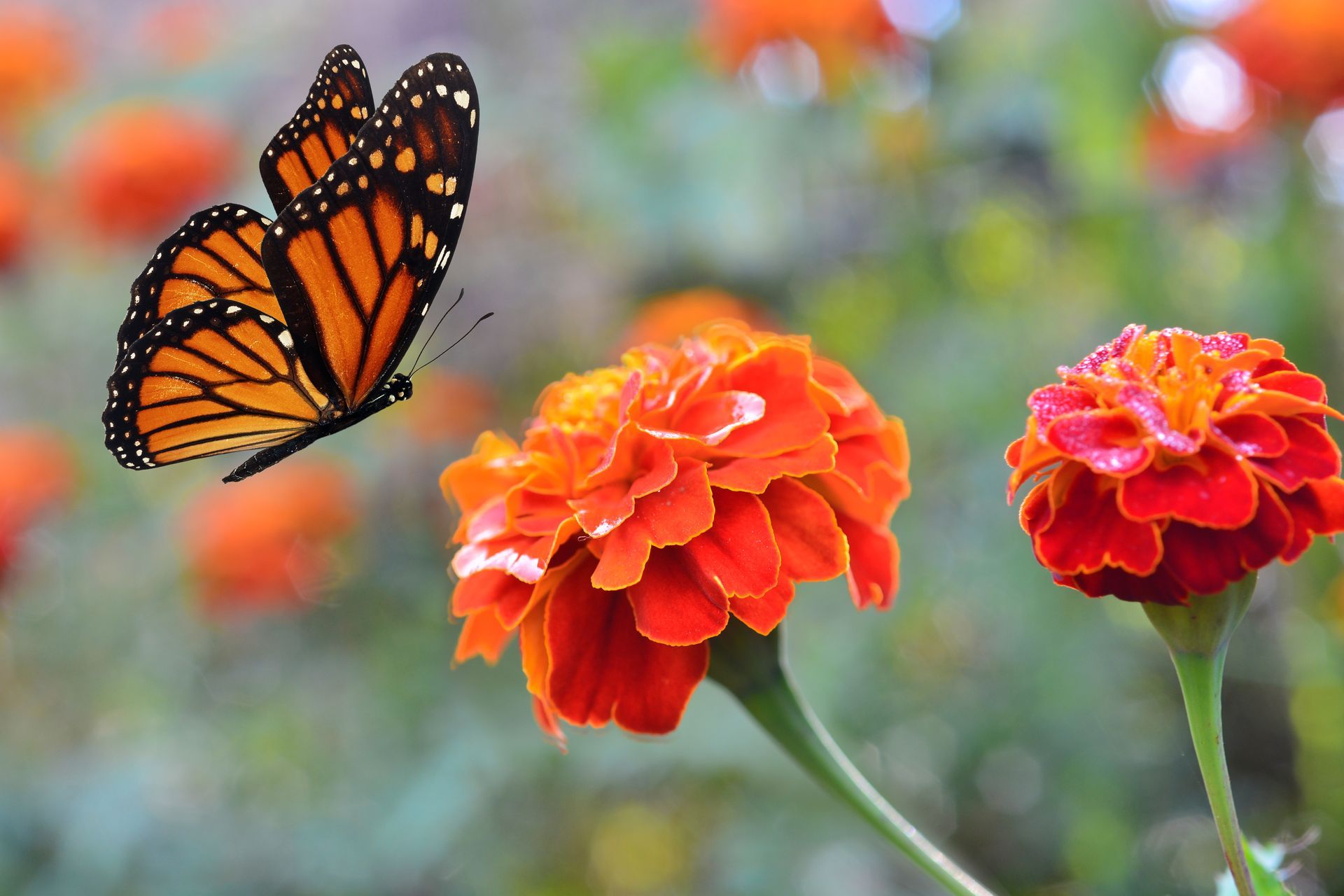 a butterfly is flying over two orange flowers .