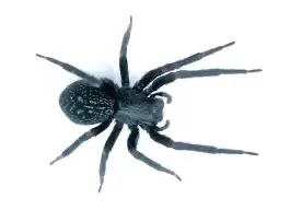 Pest Control of Spiders | PestSmart Marlborough, NZ