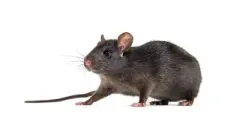 Pest Control of Rodents | PestSmart Marlborough, NZ