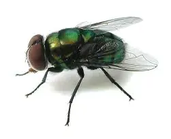 Pest Control of Flies | PestSmart Marlborough, NZ