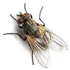 Pest Control of Flies | PestSmart Marlborough, NZ