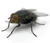 Pest Control of Flies | PestSmart Marlborough, NZ