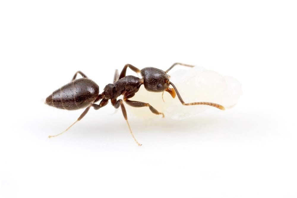 Pest Control of Ants | PestSmart Marlborough, NZ