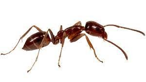 Pest Control of Ants | PestSmart Marlborough, NZ