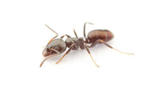 Pest Control of Ants | PestSmart Marlborough, NZ