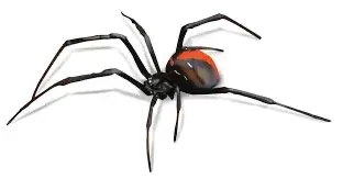 Pest Control of Spiders | PestSmart Marlborough, NZ