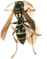 Pest Control of Wasps | PestSmart Marlborough, NZ
