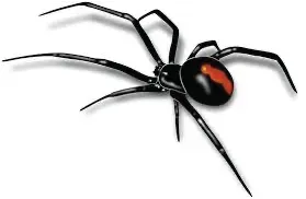 Pest Control of Spiders | PestSmart Marlborough, NZ