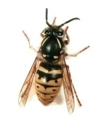 Pest Control of Wasps | PestSmart Marlborough, NZ