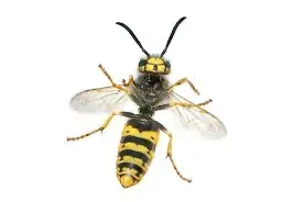 Pest Control of Wasps | PestSmart Marlborough, NZ