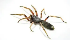 Pest Control of Spiders | PestSmart Marlborough, NZ