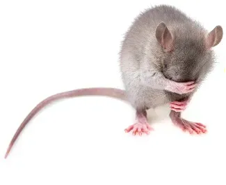 Pest Control of Rodents | PestSmart Marlborough, NZ