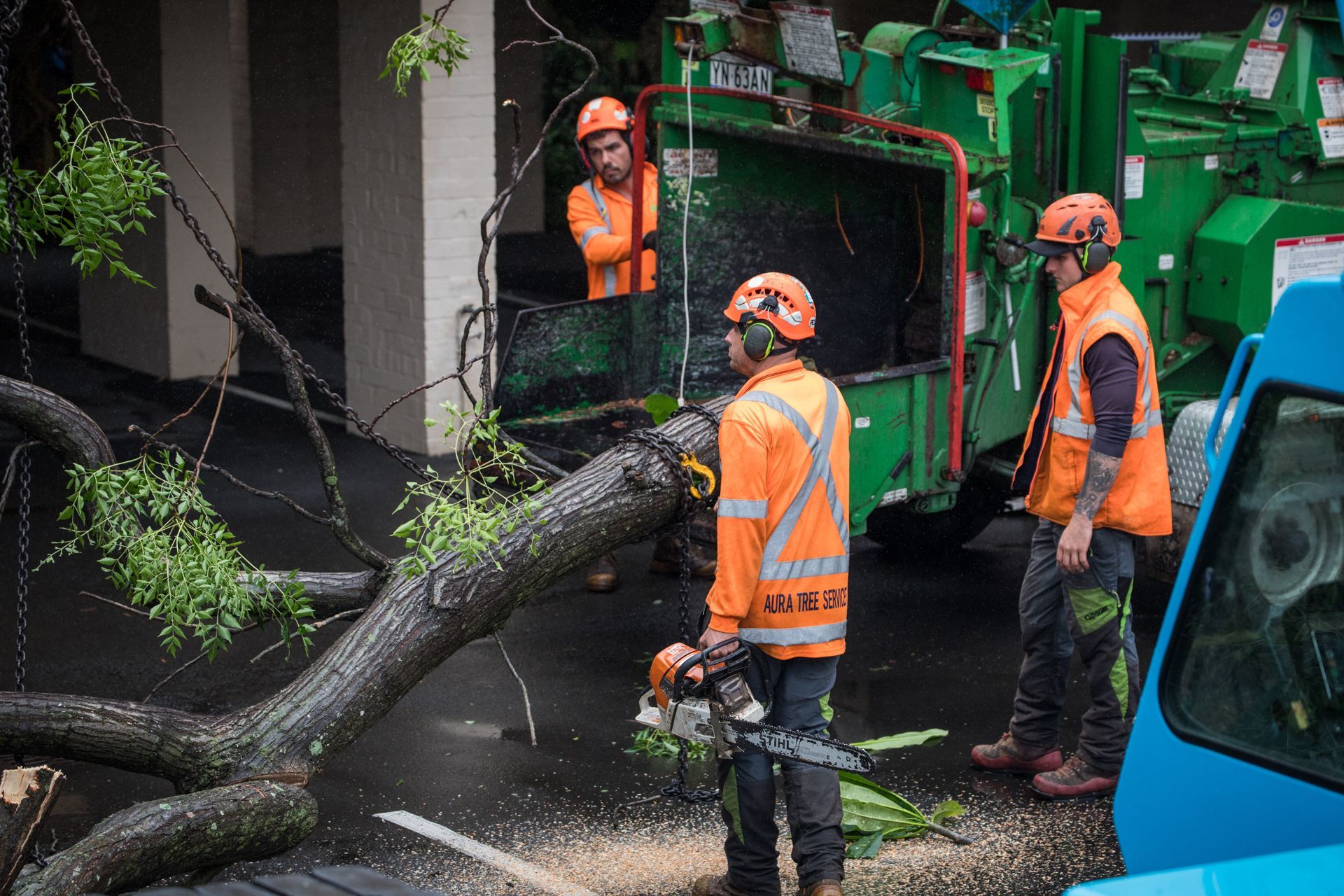 A Group of Men Are Cutting Down a Tree With a Chainsaw
