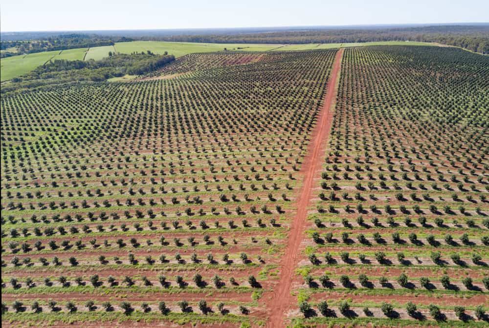 A Vast Orchard With Rows of Small Trees — Signmax Bundaberg In Childers, QLD